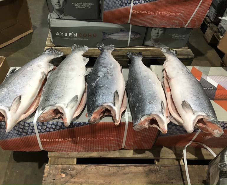 Cá hồi nguyên con nhập khẩu - Thực Phẩm Phúc Đạt - Công Ty TNHH Xuất Nhập Khẩu Quốc Tế Phúc Đạt